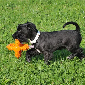 Major Dog Octopus Retrieval Ball Fetch Toy