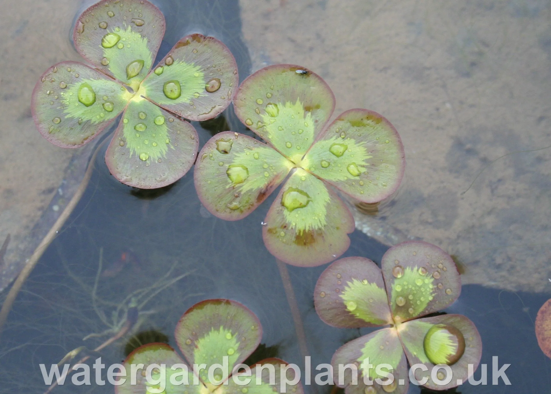 Marsilea mutica - Floating Four-Leaf Clover