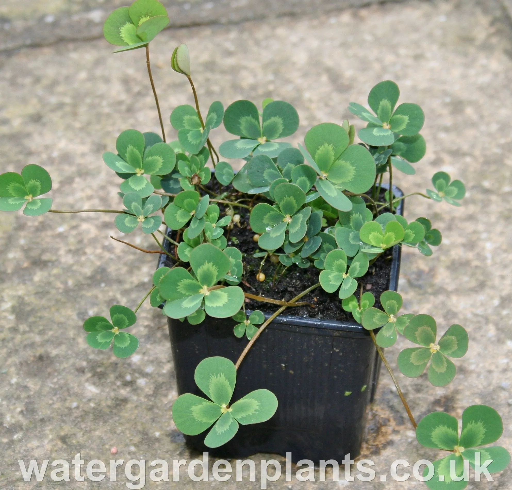 Marsilea mutica - Floating Four-Leaf Clover