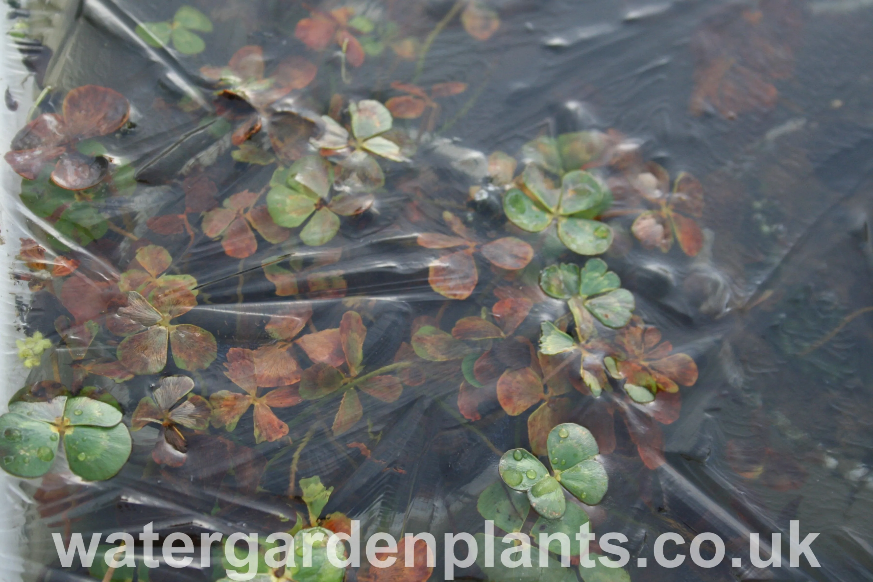 Marsilea mutica - Floating Four-Leaf Clover