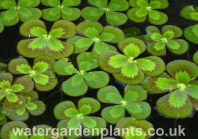 Marsilea mutica - Floating Four-Leaf Clover