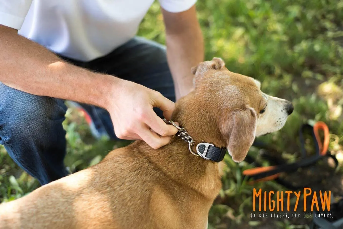 Mighty Paw Martingale Cinch Collar - Training Made Easy